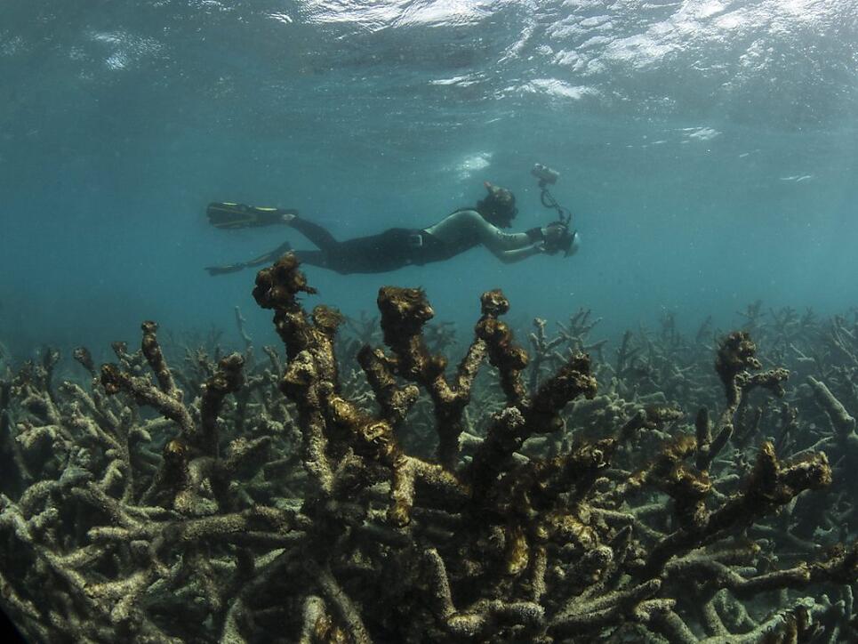 Viele Korallen sind abgestorben: Am Great Barrier Reef vor Australien entstanden in den vergangenen zwei Jahren grosse Schäden. (Archivbild)