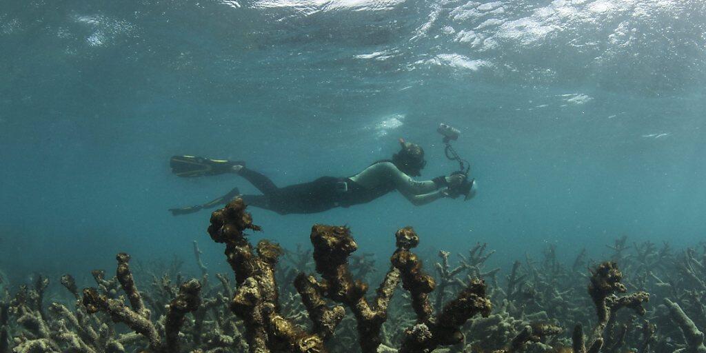Viele Korallen sind abgestorben: Am Great Barrier Reef vor Australien entstanden in den vergangenen zwei Jahren grosse Schäden. (Archivbild)