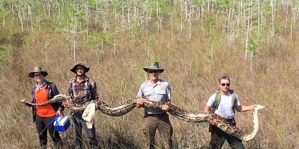 Gross genug, um einen Hirsch zu verschlingen: das im US-Bundesstaat Florida gefundene Riesen-Python-Schlangenweibchen.