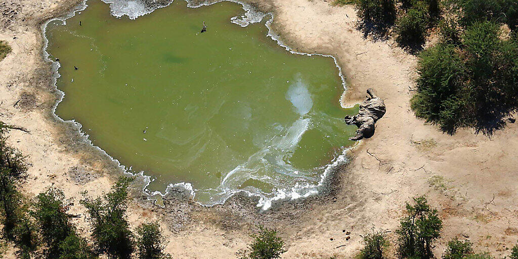 HANDOUT - Ein toter Elefant liegt an einer Wasserstelle in Botsuana. Foto: Uncredited/hons/AP/dpa - ACHTUNG: Nur zur redaktionellen Verwendung und nur mit vollständiger Nennung des vorstehenden Credits. ACHTUNG: GRAPHIC CONTENT
