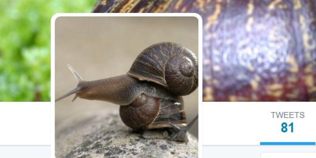 Linksgedrehte Schnecken sind sehr selten und können sich nicht mit rechtsgedrehten Artgenossen fortpflanzen. Forscher suchen per Kontaktanzeige eine besser Hälfte für die linke Schnecke Jeremy (auf Twitter @leftysnail).