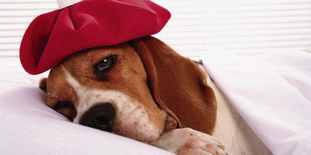 Canine Patient in Hospital Room