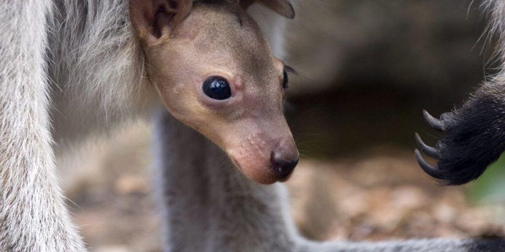 Ein Rothals-Känguru späht aus dem Beutel der Mutter. In Australien ist der Bestand an einheimischen Wildtieren innert 20 Jahren um 40 Prozent zurückgegangen. Ohne Schutzmassnahmen wären es aber sogar 60 Prozent weniger. (Archivbild) Ein Rothals-Känguru späht aus dem Beutel der Mutter. In Australien ist der Bestand an einheimischen Wildtieren innert 20 Jahren um 40 Prozent zurückgegangen. Ohne Schutzmassnahmen wären es aber sogar 60 Prozent weniger. (Archivbild)