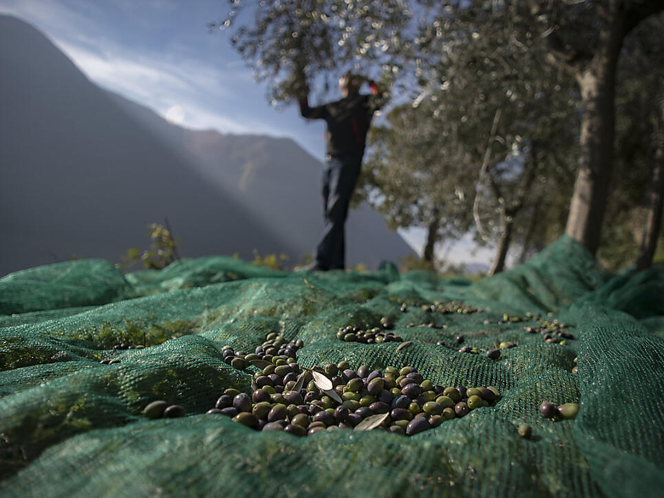 Kantonschemiker haben die Qualität von Olivenöl "extra vergine" in der Schweiz überprüft. Dabei hat sich ein Generalverdacht für Fälschungen nicht bestätigt. (Archivbild)