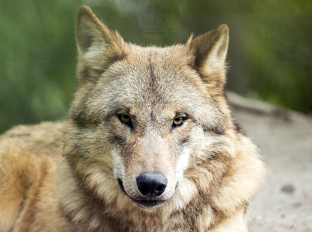 Wolfe Im Zurcher Zoo Sind Immer Noch Scheu Liewo