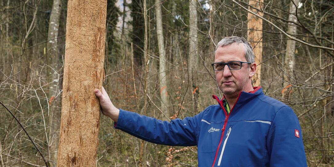 Eschentriebsterben in Schaan