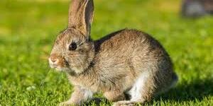 Hase überfahren Hase überfahren