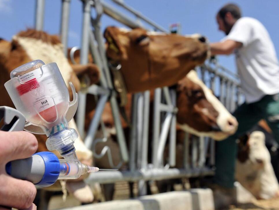 Impfen statt töten: Sollte in der Schweiz die Tierseuche "Lumpy skin disease" ausbrechen, müssen nur noch verseuchte Tiere getötet werden, wenn die Herde zuvor geimpft wurde. (Symbolbild)