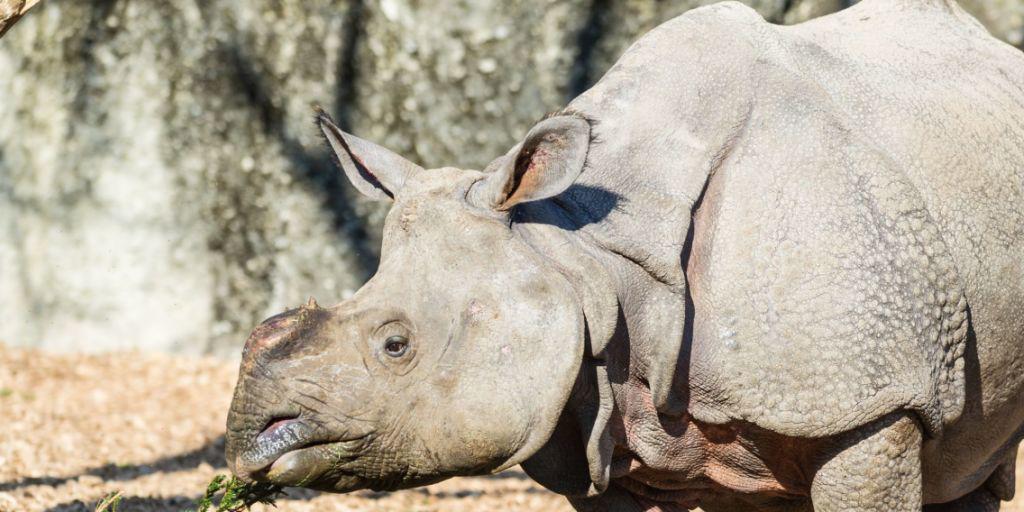 Das Panzernashorn Saar hat im Zoo Basel eine neue Heimat gefunden. Auf der Reise von den Niederlanden nach Basel hat es sein Horn verloren.