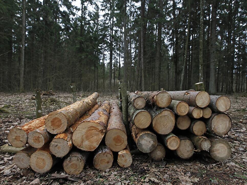 Baumstämme gefällter Bäume im geschützten Urwald Bia&#322;owie&#380;a (Archiv)