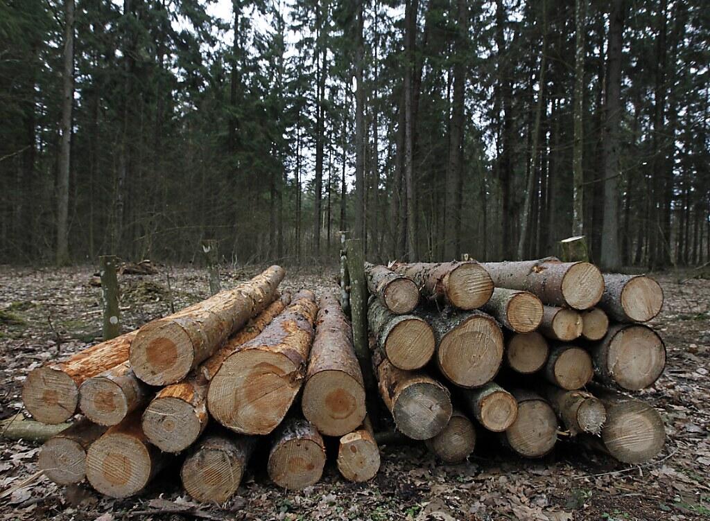 Baumstämme gefällter Bäume im geschützten Urwald Białowieża (Archiv) Baumstämme gefällter Bäume im geschützten Urwald Białowieża (Archiv)