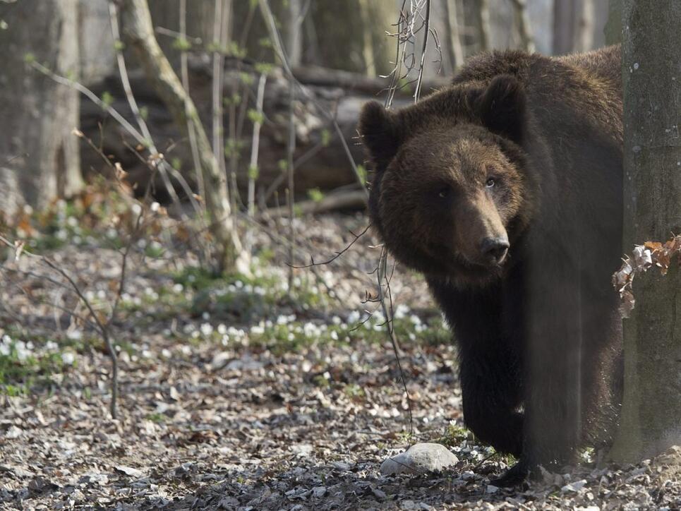 Ein Braunbär hat seine Pfoten möglicherweise auch auf Luzerner Boden gesetzt. (Symbolbild)