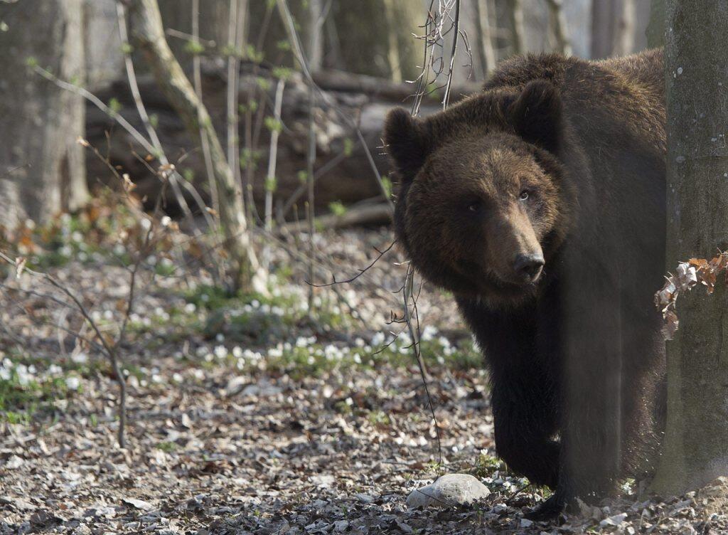 Ein Braunbär hat seine Pfoten möglicherweise auch auf Luzerner Boden gesetzt. (Symbolbild) Ein Braunbär hat seine Pfoten möglicherweise auch auf Luzerner Boden gesetzt. (Symbolbild)