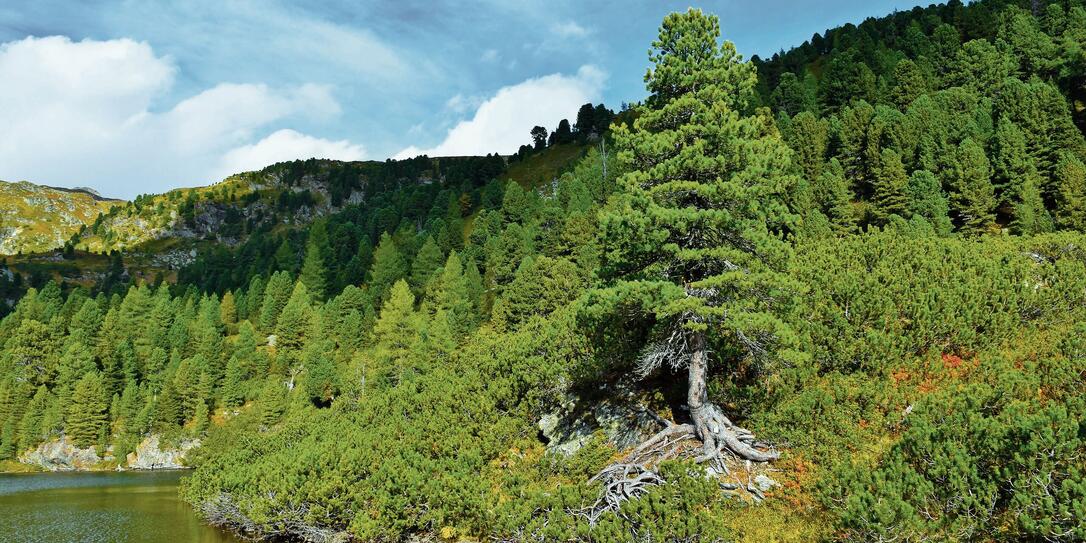 Austrian stone pine (Pinus cembra) and mugo pine bushes above the water of Zwiefler lake in S&ouml;lkt&auml;ler nature park in Niedere Tauern, Styria, Austria