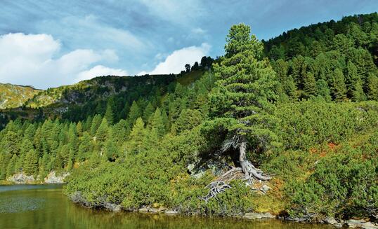 Austrian stone pine (Pinus cembra) and mugo pine bushes above the water of Zwiefler lake in S&ouml;lkt&auml;ler nature park in Niedere Tauern, Styria, Austria