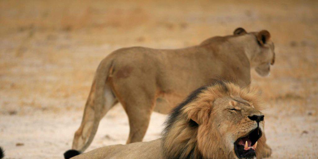 Tierischer Nationalheld in Simbabwe ist tot: Löwe Cecil von Grosswildjäger erschossen (Archivbild)