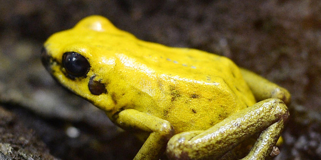 Viele Amphibien sind vom Aussterben bedroht, darunter auch der Goldene Pfeilgiftfrosch. Der Zoo Zürich, in dem dieses Exemplar zuhause ist, unterstützt daher ein Schutzprojekt in Kolumbien.