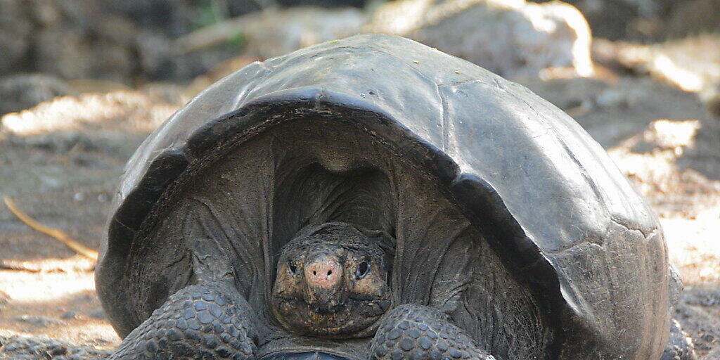 Die Riesenschildkröten auf den Galapagos-Inseln sind vom Aussterben bedroht. (Archivbild) Die Riesenschildkröten auf den Galapagos-Inseln sind vom Aussterben bedroht. (Archivbild)
