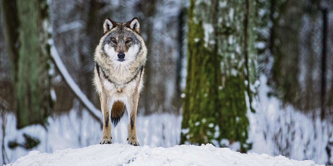 Wolf (Canis lupus)