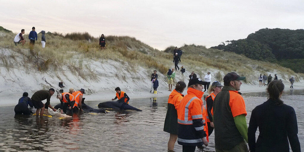 Die Helfer konnten mit Hilfe von Pontons sechs Wale 400 Meter weit ins offene Meer bringen. Die Helfer konnten mit Hilfe von Pontons sechs Wale 400 Meter weit ins offene Meer bringen.