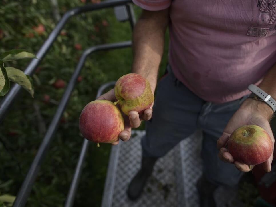 Äpfel der Sorte Jonagold mit Frostschäden bei der Ernte Ende September auf einem Betrieb in Egnach TG. (Archivbild)