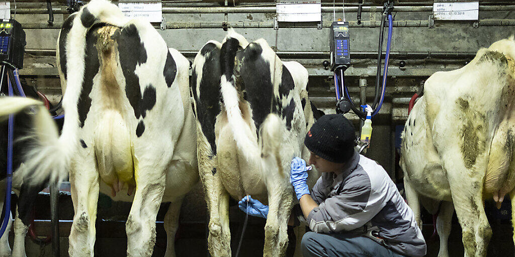 Milchbauern-Vertreter stellen Forderungen für einen fairen Markt. (Symbolbild)