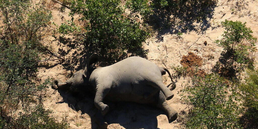 Einer von etwa 350 Elefanten-Kadavern in Botswana. Die Ursache für das Massensterben der Dickhäuter ist ein Rätsel. Einer von etwa 350 Elefanten-Kadavern in Botswana. Die Ursache für das Massensterben der Dickhäuter ist ein Rätsel.