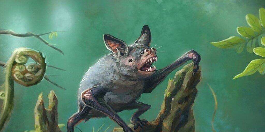 Vulcanops jennyworthyae soll eine Vorfahrin der grabenden Fledermaus Mystacina robusta (im Bild) sein, die im vergangenen Jahrhundert ausgestorben ist.