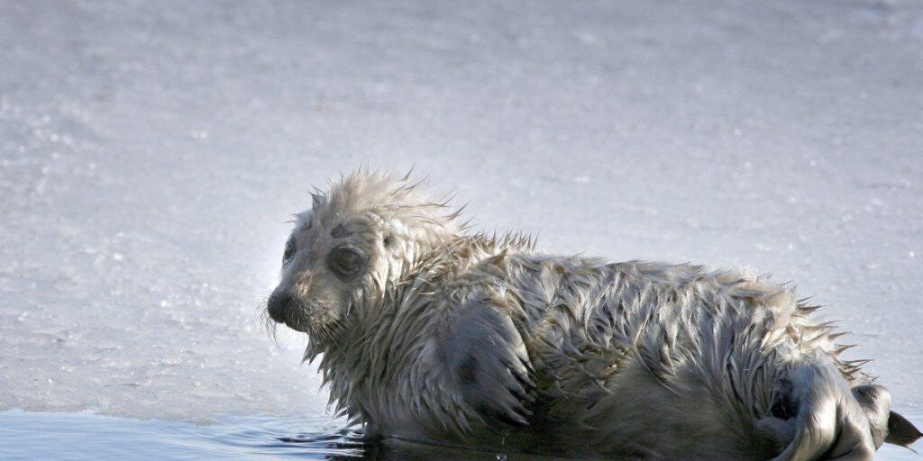 Jungtiere sind bei ihnen hocherwünscht: Die Saimaa-Ringelrobbe ist gefährdet, weshalb Umweltschützer Schnee aufhäuften, um Geburtsplätze für die Robben zu schaffen. (Archivbild)