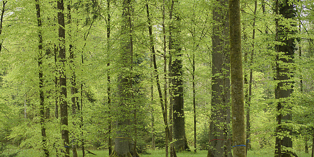 Wiederaufforstung wäre der effizienteste Weg, der Atmosphäre CO2 zu entziehen und zu speichern, zeigt eine neue Studie. Die Forscher legen auch dar, wo die Wiederbewaldung möglich wäre. (Symboldbild)