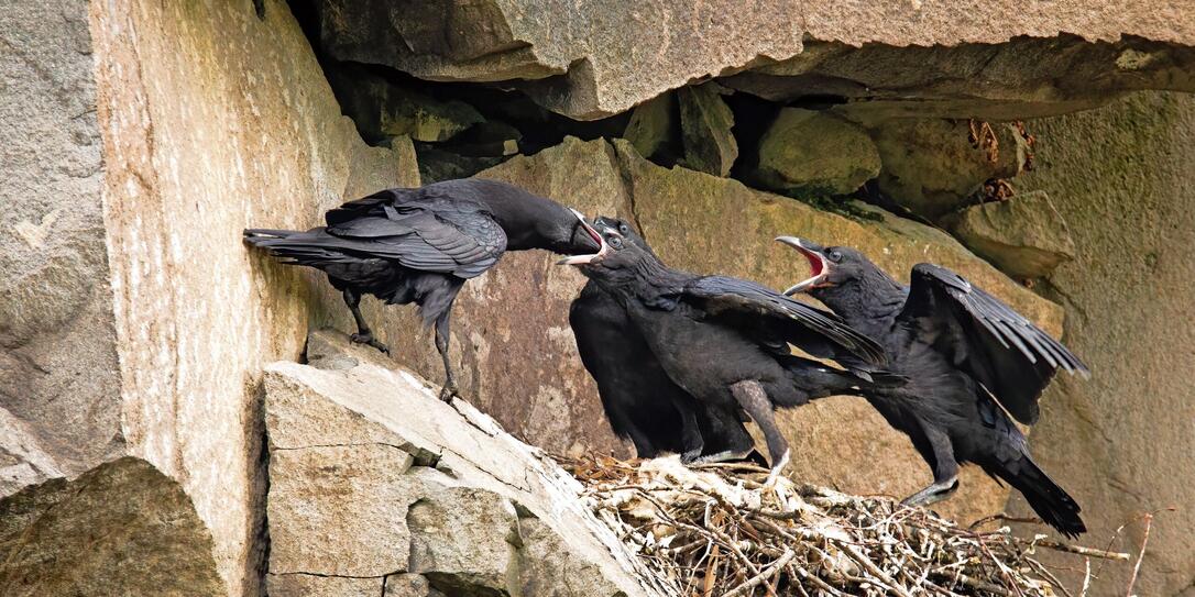 Adult common raven feeding chicks on a nest in rocky cliff