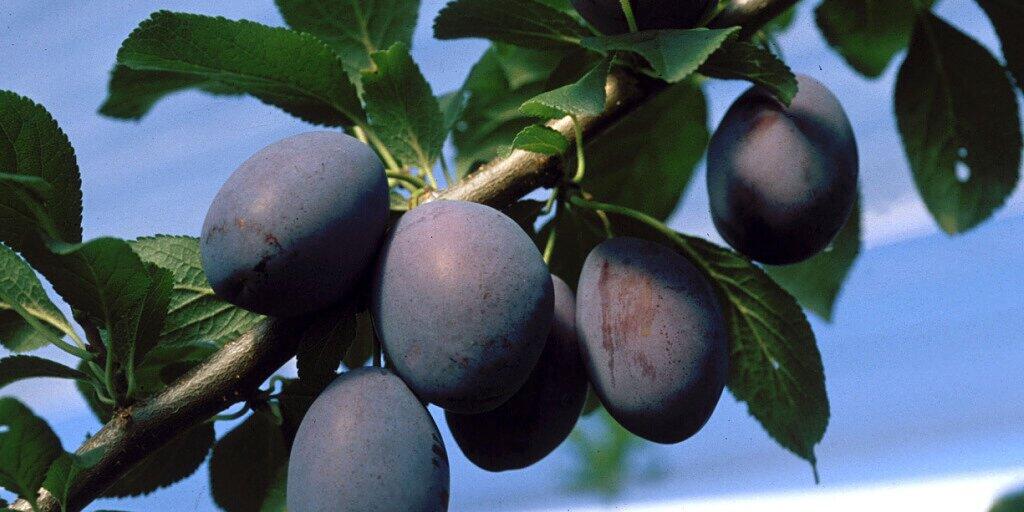 Sie kommen dieses Jahr zehn bis 14 Tage früher auf den Markt: Zwetschgen der Frühsorte Cacaks Schöne. (Archivbild)