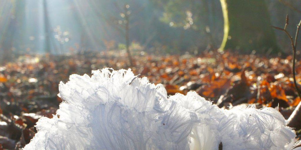 Dies ist weder Zuckerwatte noch Pilzgeflecht, sondern Eis, dass wegen eines Pilzes im Holz zu haarförmigen Gebilden heranwächst. (Bild: Wald bei Moosseedorf BE) Dies ist weder Zuckerwatte noch Pilzgeflecht, sondern Eis, dass wegen eines Pilzes im Holz zu haarförmigen Gebilden heranwächst. (Bild: Wald bei Moosseedorf BE)