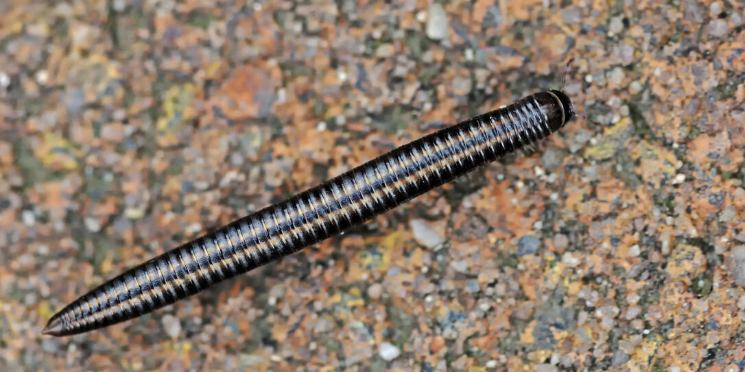 Aussenaufnahme,deutsch,Deutschland,Draufsicht,ein Tier,europaeisch,Ganzkoerperansicht,Gliederfuesser,menschenleer,Natur,tagsueber,Tausendfuesser,Tier,Wildlife,Wildtier