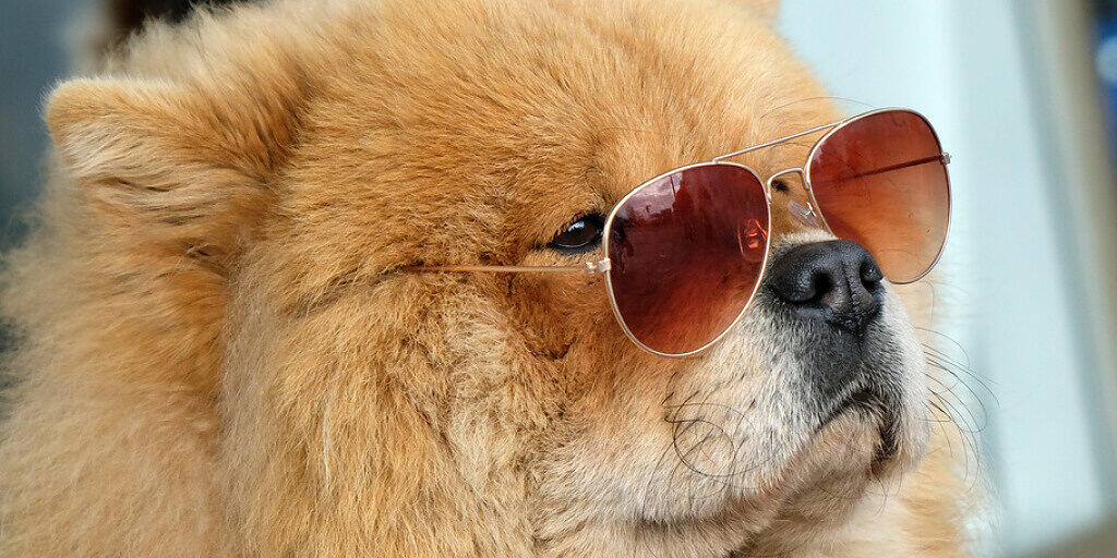 Eine alterslose Chow-Chow-Dame. Wer das Alter seines Hundes in menschliche Lebenszeit umrechnet, nimmt das Alter mal sieben. Falsch, sagen Forscher, denn Hunde altern nicht linear. Zum Glück gibt es aber eine Umrechnungs-Formel (Archivbild) Eine alterslose Chow-Chow-Dame. Wer das Alter seines Hundes in menschliche Lebenszeit umrechnet, nimmt das Alter mal sieben. Falsch, sagen Forscher, denn Hunde altern nicht linear. Zum Glück gibt es aber eine Umrechnungs-Formel (Archivbild)