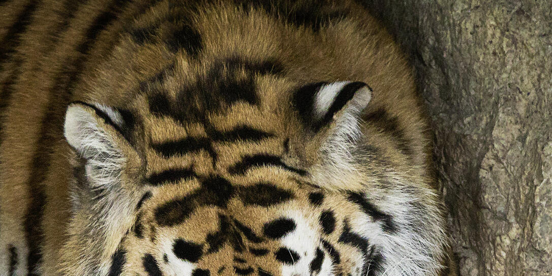 Tiger-Nachwuchs im Walter Zoo