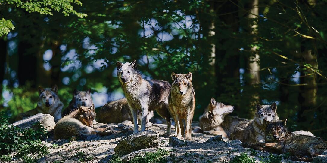 Wolfsrudel in der Sonne