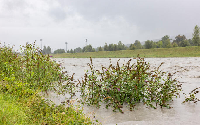 Hochwasser am Rhein