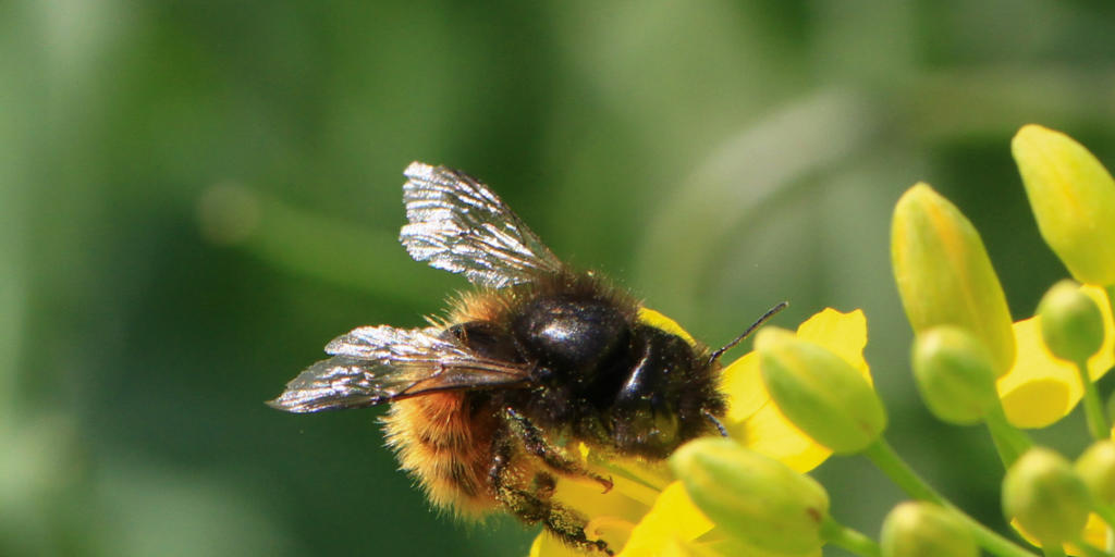 Ganz schön fleissig: Wirtschaftlich tragen Wildbienen durch die Bestäubung von Kulturpflanzen gleich viel bei wie die Honigbienen. Eine Gehörnte Mauerbiene (Osmia cornuta) bei der Arbeit auf einer Rapsblüte