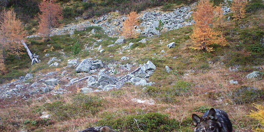 Ihnen soll es an den Kragen gehen, auch auf Vorrat: weil das Referendum gegen die Lockerung des Jagdgesetzes zustande kommt, hat das Volk das letzte Wort zum "Abschussgesetz" gegen Wolf, Steinbock und Co. (Archivbild) Ihnen soll es an den Kragen gehen, auch auf Vorrat: weil das Referendum gegen die Lockerung des Jagdgesetzes zustande kommt, hat das Volk das letzte Wort zum "Abschussgesetz" gegen Wolf, Steinbock und Co. (Archivbild)