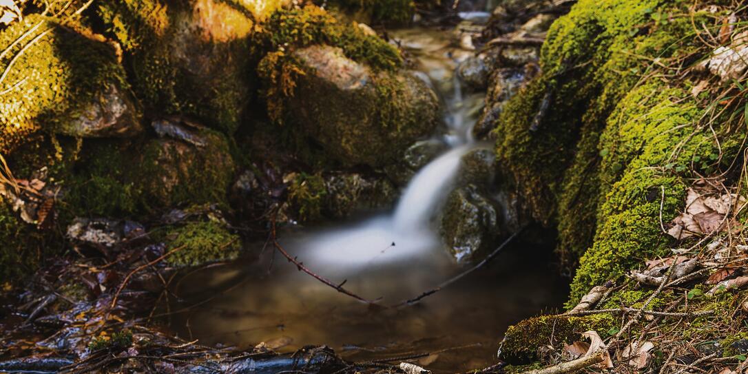 Wald in Triesenberg