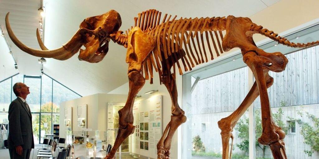 Nachbildung eines Mammut-Skeletts im Mammutmuseum in Niederweningen. Am Aussterben der letzten Exemplare war möglicherweise der Mensch schuld. Das Klima war's jedenfalls nicht. (Archivbild)