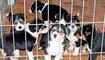 puppies are waiting for the owner in the house shelter
