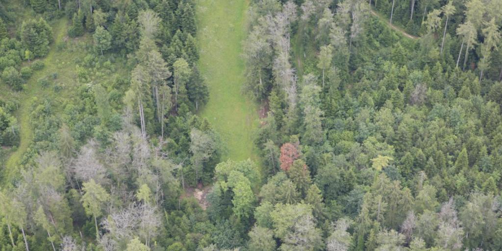 Trockenheitsschäden in einem Mischwald in der Nähe von Pruntrut JU im Juni 2019: In der Mitte (rot) eine tote Weisstanne, im Vordergrund tote Buchen (grau). Links von der Wiese schwächelnde Fichten. Auffällig ist, dass junge Bäume intakt sind und nur hohe Bäume durch die Trockenheit Schaden nahmen.
