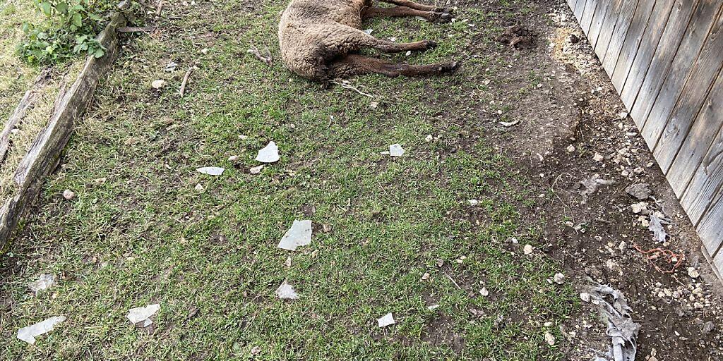 In einem Betrieb in Oftringen AG hat die Polizei am Dienstag mehrere schlecht gehaltene oder bereits tote Tiere entdeckt. Der Halter ist wegen Tierquälerei vorbestraft.