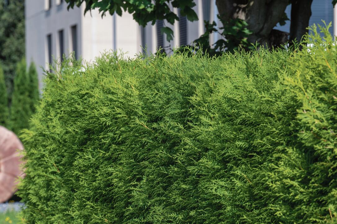 Muss meine Thuja-Hecke jetzt weg? - Liewo