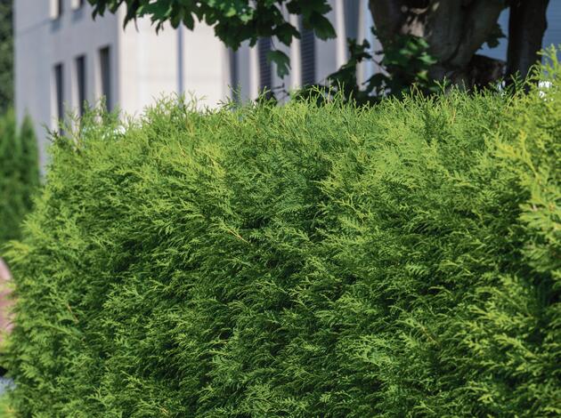 Muss meine Thuja-Hecke jetzt weg? - Liewo