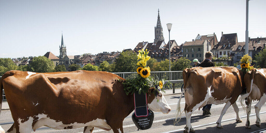 Kühe auf der Berner Kornhausbrücke: Der Alpabzug ist jeweils der Höhepunkt der Sichlete in der Bundesstadt.