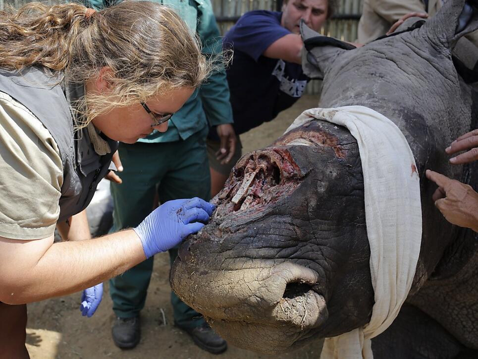 Eine Tierärztin ins Südafrika behandelt die offene Wunde eines Nashorns, dessen Horn von Wilderern abgehackt worden war. (Archivbild)