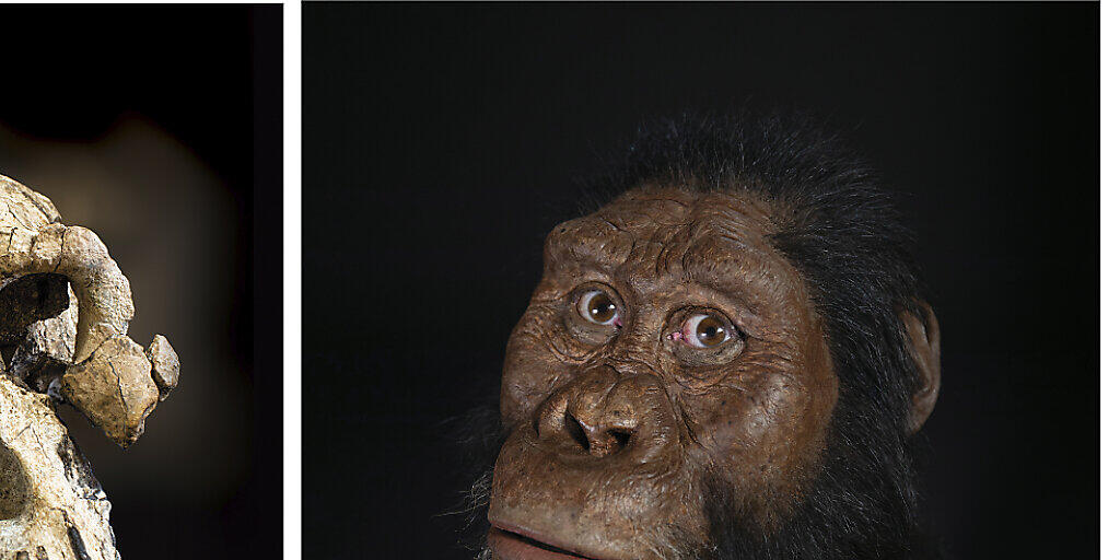Der Schädel eines vor 3,8 Millionen Jahren lebenden Vormenschen (links) erlaubt erstmals, seine Gesichtszüge zu rekonstruieren (rechts).